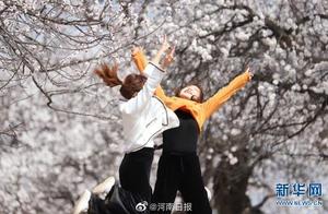 Lingbao, Henan: Centennial Ancient Apricot Trees, Flowers Bloom Across the Mountains in Spring