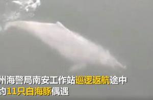 Ocean Sprite! Quanzhou Maritime Search and Rescue Personnel Encounter White Dolphin Group