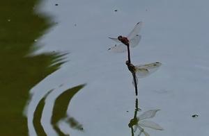 Lake Scenery: Water Sprites