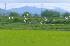 White Cranes Flock to Beautiful Ecological Area of Xiushu Village in Huaiji Dagang Town