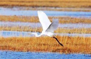7100 Waterbirds and 2900 Przewalski’s Horses Monitored in Qinghai Lake This Spring