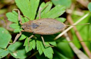 Common Water Scorpions