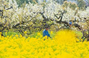 Fragrant Spring, Lujiang's Thousand Acres of Pear Blossoms in Full Bloom