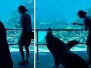 Aquarium Staff Take Sea Lion Out for a Walk to Visit Other Fish Neighbors