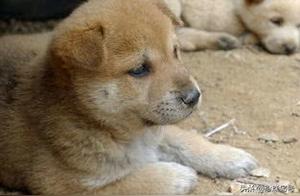 The dog was furious when the owner killed the chicken, and the dog died of grief. A typical dog is so righteous, who would have thought?