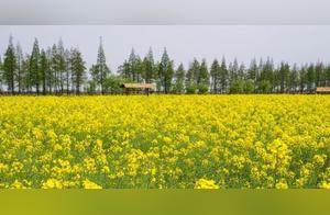 We Promised to Go See Rapeseed Flowers