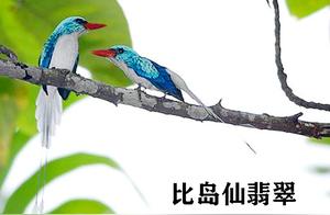 China Statistics 32 Species of Herons (Grey Heron Family, Grey Heron Genus)