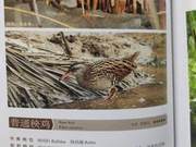 Common Painted Squaw (Birds) of the Yellow River Delta
