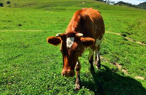 Seeking the Colors of Spring—Guan Shan Ranch