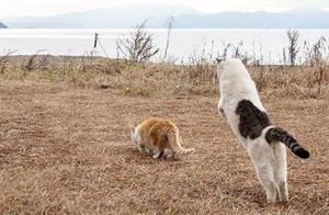 Who Says Orange Cats Only Eat? They Are Extremely Fierce in Fights, Tabby Cats Agree.