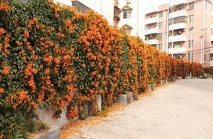 New Sichuan Internet Celebrity Attractions: A 'Flower Wall' Attracts Countless Tourists – Just How Beautiful Is It?