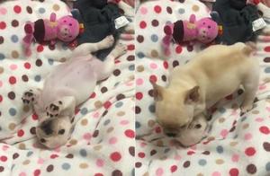 Sister Plays Dead to Be Cute, Brother Jealousy Steals the Spotlight