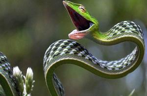 This poisonous snake has a large head and slender body, its overall shape resembling a long spear, constantly ready to strike.