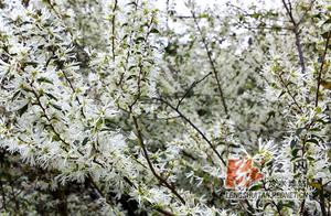 Lengshuiquan: Cypress Blossoms Across Da Huangling Ridge, Transforming into a Silver Galaxy