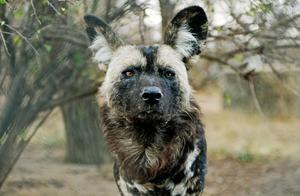 Heavy Rain Causes Fence Damage, African Wild Dogs Escape from British Zoo, Almost Depleting Deer and Sheep Population