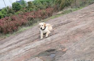 The Labrador Got Lost and Was Waiting for Its Owner