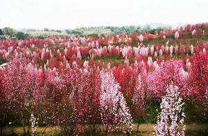 Fushi County's 350 Acres of Peach Blossoms in Full Bloom, Creating a Series of Spring Scenic Pictures