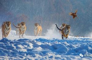 Northeast Tiger Snowscape: A Variety of Scenes