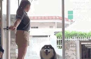 Malaysia Opens First Husky Cafe, Netizens: Isn't It Like Having to Renovate Weekly?