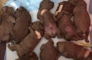 Teddy Mom's Reproductive Ability is Amazing – She Gave Birth to an Entire Football Team!
