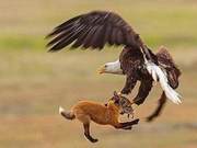 ‘Mantis Catching Cicada, Yellow Bird in the Rear’ – A ‘Sister Sequel’: Fox Catches Rabbit, Eagle is on Top
