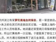Bought a Small Cat for 15,000 Yuan, a Friend's Words Hurt a Hangzhou Woman