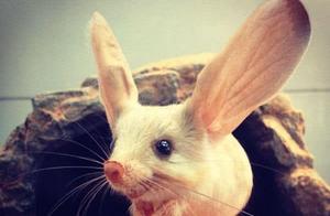 Does an Animal with Kangaroo Legs, Rabbit Ears, and a Monkey Tail Really Exist?