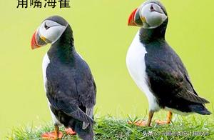 China has 7 Species of Cormorant (Anhinga) for Appreciation and Identification