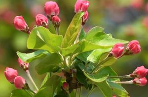 Camellias in Bloom, Beautiful to the Heart