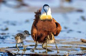 Dad Waterbird Transforms into 'Magic Bus,' Demonstrating Powerful Parental Protection
