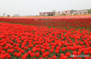 It's so beautiful in Yibin, unbelievably beautiful! My flowers have already withered.