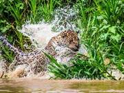 Amazon Footage Captures Jaguar 'Killing' Caiman, Requiring Significant Effort to Pull Ashore