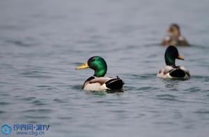 Shijiaotai: Nearly a Hundred Wild Ducks Settled on the Riverbank