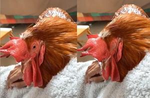 Fixed 7:30 AM Crowing: A Surprisingly Effective Sleep Aid