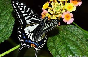 Seven Colors Butterfly Garden, your beautiful butterfly is beyond measure, we look forward to welcoming you with a new appearance!