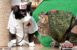 Russian International Cat Show: Cats in Strange and Cute Costumes Compete for Attention
