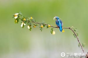 The sunlight is just right, a little greenbird pecks at the flowers, a Shaanxi photographer captures the beauty.