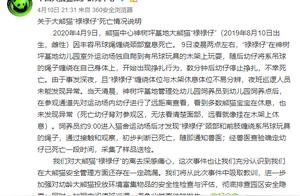 At Midnight, Young Panda Dies After Playing with Hanging Ball | Netizens Noticed Something Was Wrong During Live Stream