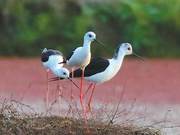 Water Shores Share Green, Invite Birds to Rest
