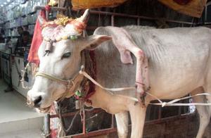 Indian ‘Legged’ Cow Tours India, Owner Profits from Devotees’ Wishes