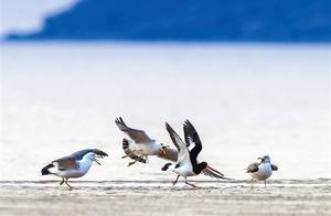 Spring Returns, Water Birds Rejoice