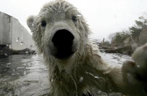 Polar Bear Cub Swimming Discovery Camera - Full of Curiosity