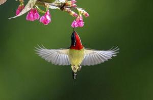 Fuzhou: Cherry Blossoms Gradually Blooming, Sunbirds Hovering and Collecting Honey