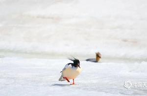 Cute and Charming! Bird 'Giant Pandas' – Chinese Autumn Teal Ducks 'Eating Live Streams'