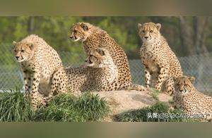 After 60 Days of Mating, Female Cheetah Undergoes Examination; Veterinarian Relieved It's Not a 'False Pregnancy'
