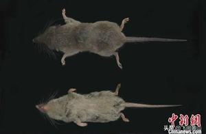 Following the Discovery of New Species in Huangshan, Netizens Worry: ‘Don’t Be Served on the Table’