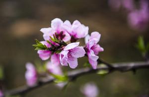 Pursuing the Beauty Within: Blooming Season Seeking Spring Colors in the Peach Blossom Garden