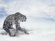 China Achieves Largest Number of Individual Snow Leopard Identification Worldwide