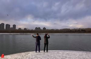 Seagulls Flock to the Hun River in Shenyang