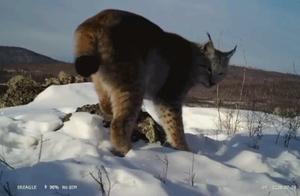 Various Cute Little Wild Animals Photographed in Daxinganling